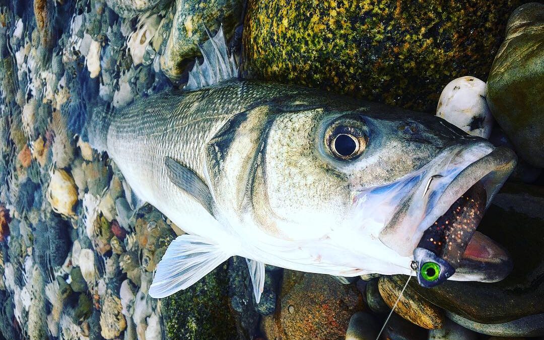 pêche du bord du bar au shad