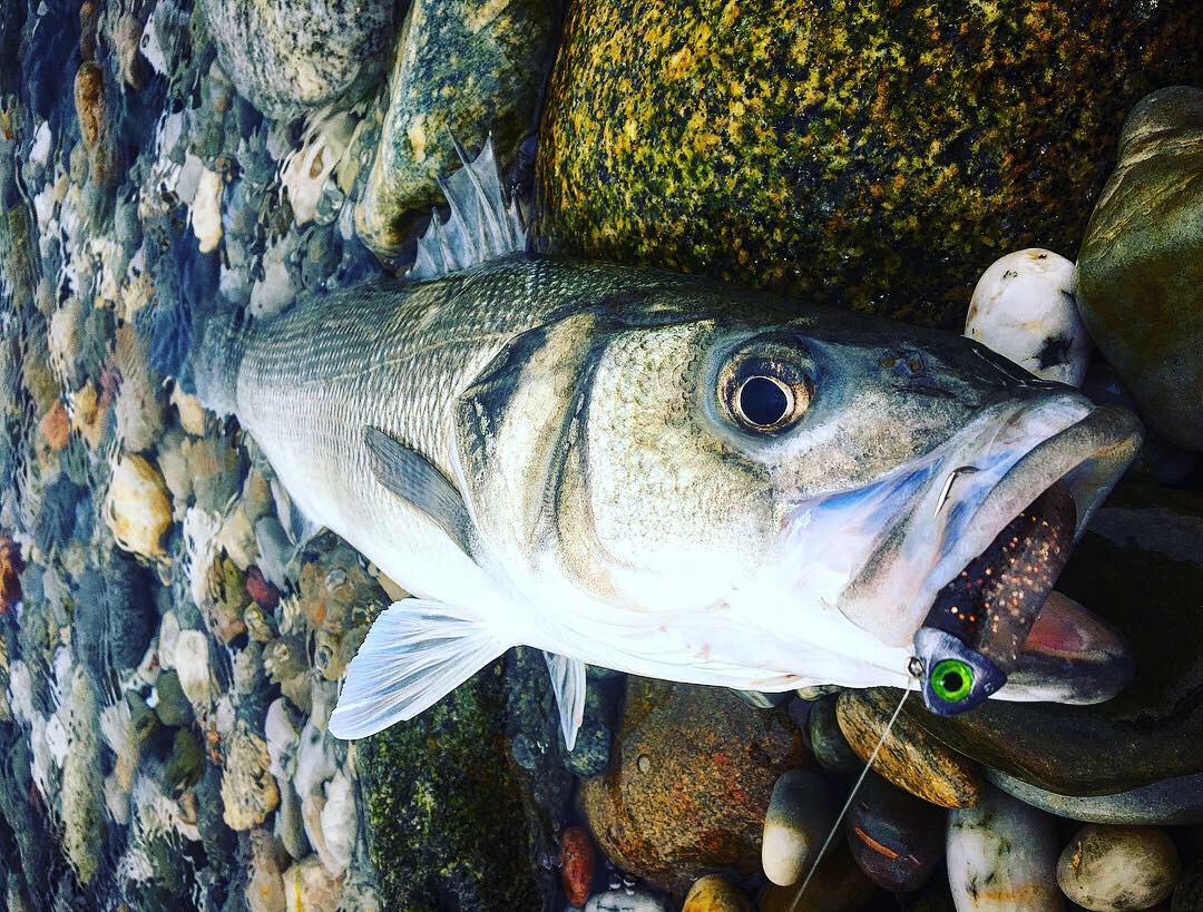 pêche du bord du bar au shad