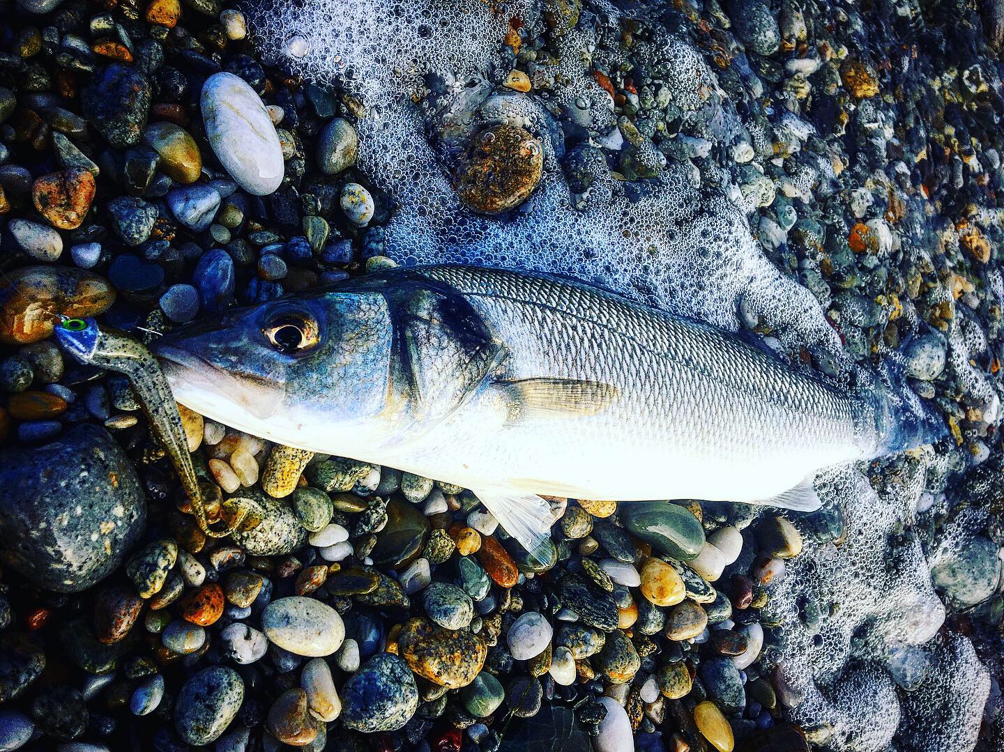 bar pêche du bord au shad