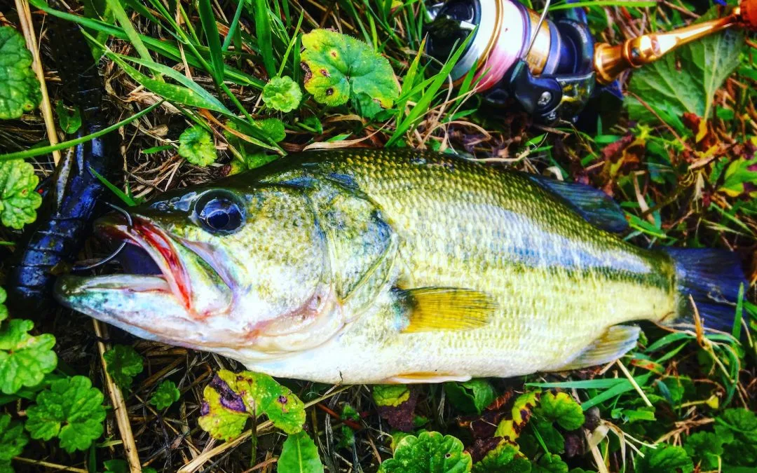 Mes premières pêches du black bass dans le Marais Poitevin à Coulon