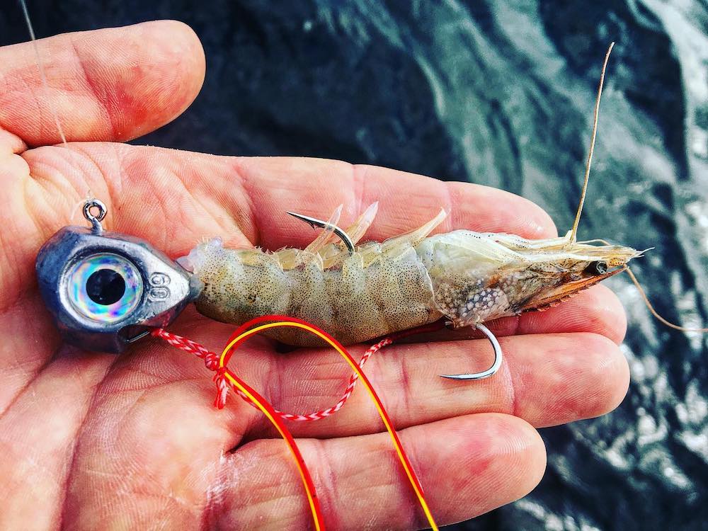 présentation et eschage d'un tenya avec une gambas