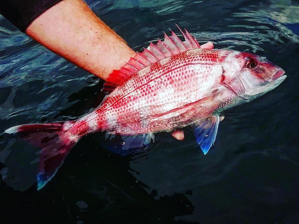le pagre, un magnifique poisson