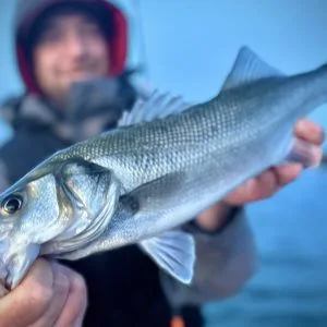 Sortie pêche en mer en bateau à la journée en baie de Morlaix - Spéciale bar