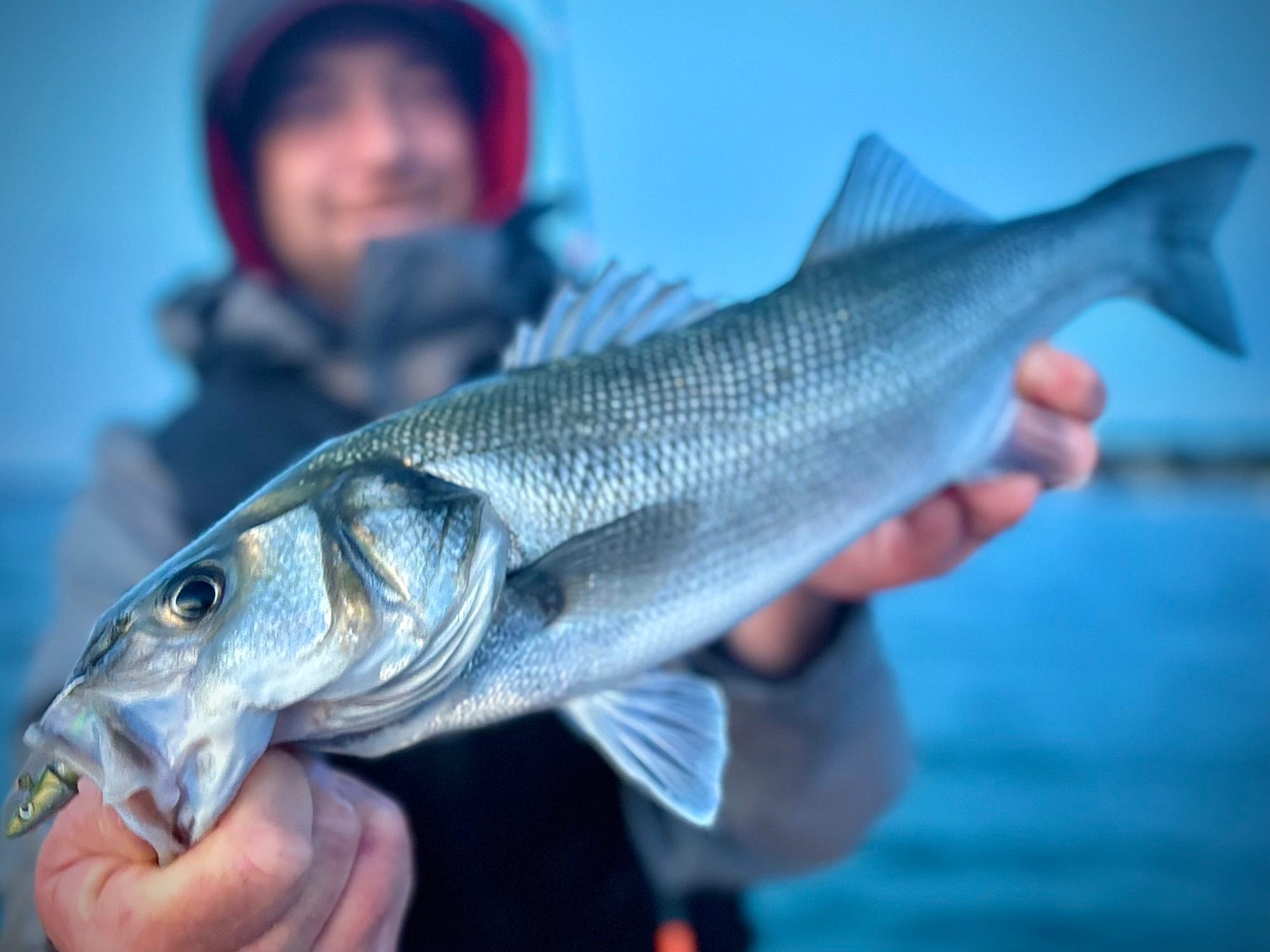 Sortie pêche en mer en bateau à la journée en baie de Morlaix - Spéciale bar