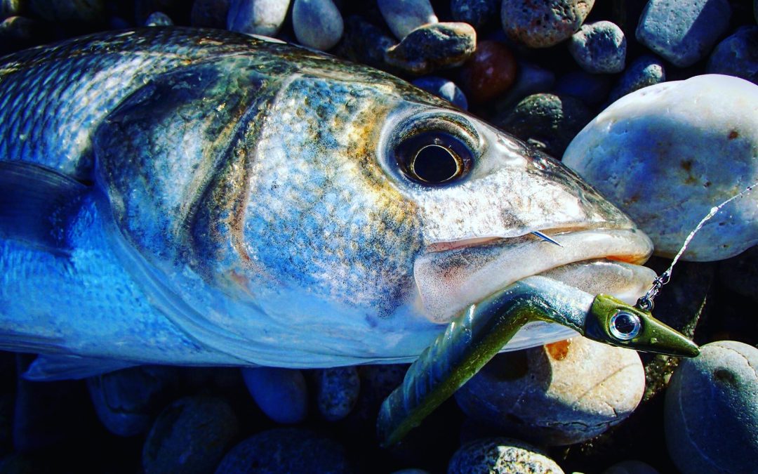 pêche bar Roscoff astufish xlayer
