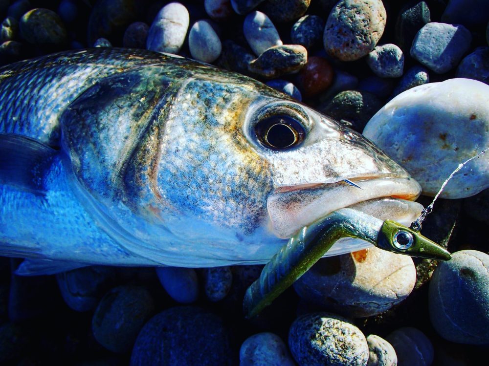 pêche bar Roscoff astufish xlayer