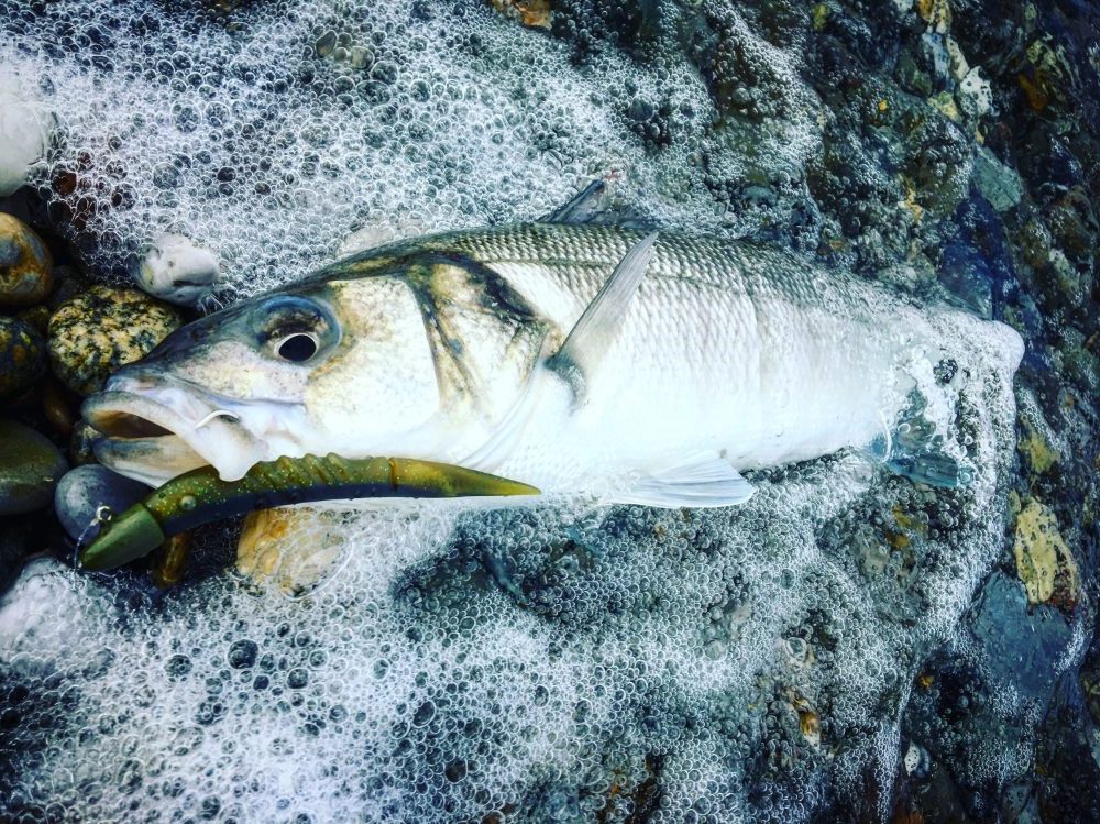 tête plombee profyler astufish pêche du bar Roscoff xlayer
