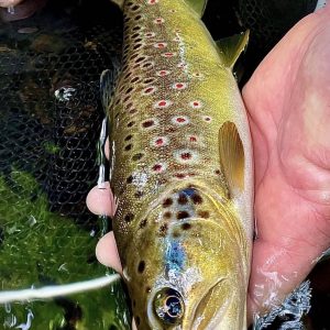 Sortie pêche de la truite aux leurres en rivière à la journée