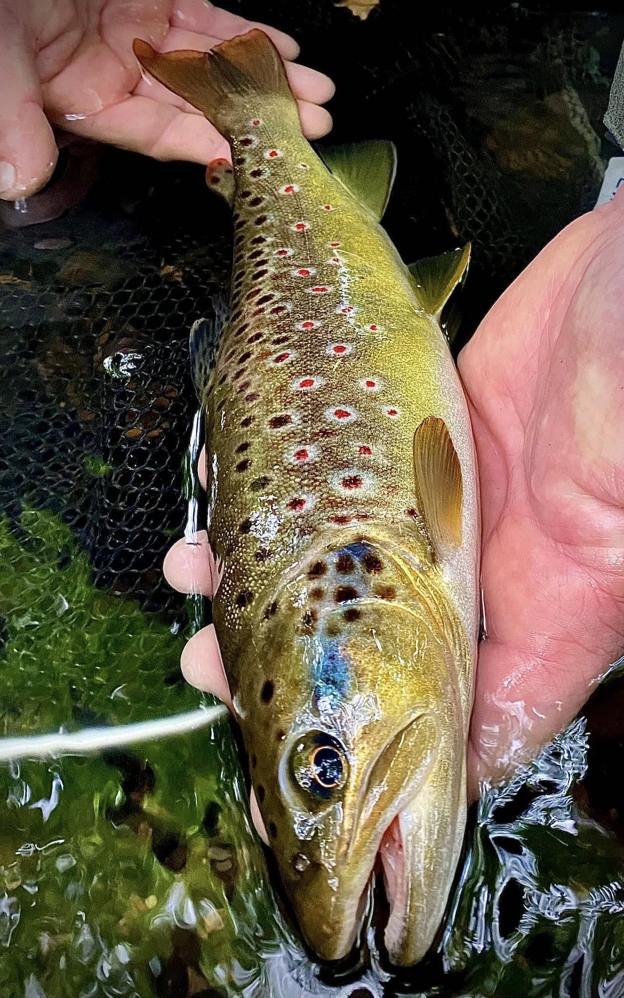 Sortie pêche de la truite aux leurres en rivière à la journée