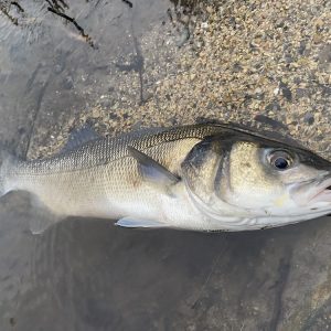 Sortie pêche en mer du bord aux leurres à la 1/2 journée