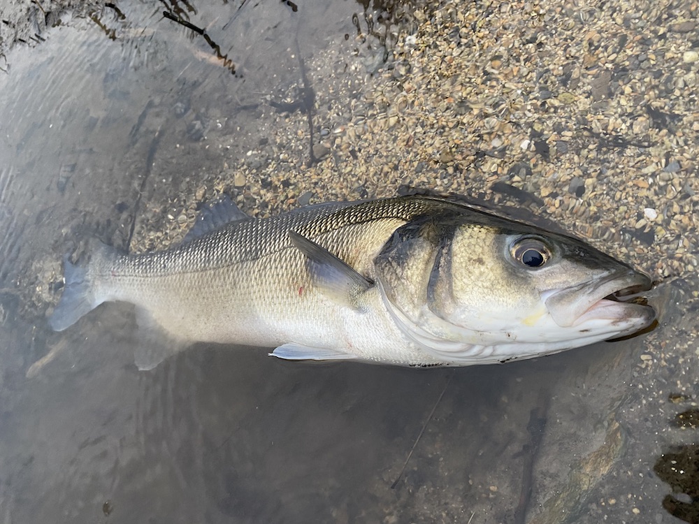 Sortie pêche en mer du bord aux leurres à la 1/2 journée